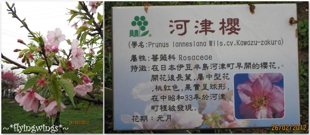 2012。02。26《遊》彰化。賞櫻末班車『芬園花卉生產休憩園區』 - 第14張圖 2012。02。26《遊》彰化。賞櫻末班車『芬園花卉生產休憩園區』