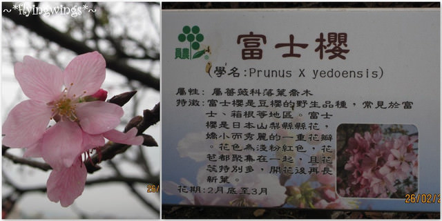 2012。02。26《遊》彰化。賞櫻末班車『芬園花卉生產休憩園區』 - 第17張圖 2012。02。26《遊》彰化。賞櫻末班車『芬園花卉生產休憩園區』