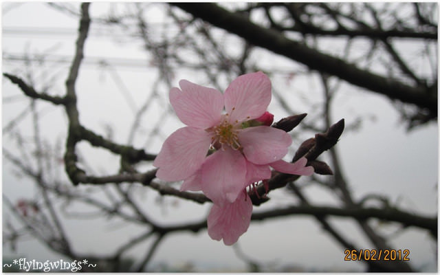 2012。02。26《遊》彰化。賞櫻末班車『芬園花卉生產休憩園區』 - 第19張圖 2012。02。26《遊》彰化。賞櫻末班車『芬園花卉生產休憩園區』