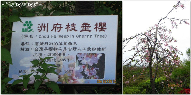2012。02。26《遊》彰化。賞櫻末班車『芬園花卉生產休憩園區』 - 第20張圖 2012。02。26《遊》彰化。賞櫻末班車『芬園花卉生產休憩園區』