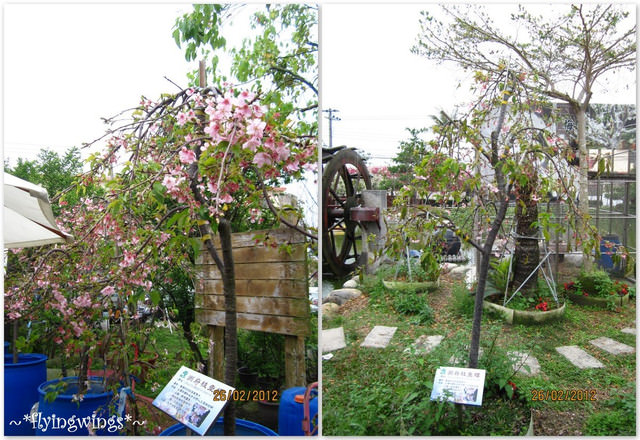 2012。02。26《遊》彰化。賞櫻末班車『芬園花卉生產休憩園區』 - 第24張圖 2012。02。26《遊》彰化。賞櫻末班車『芬園花卉生產休憩園區』