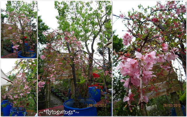 2012。02。26《遊》彰化。賞櫻末班車『芬園花卉生產休憩園區』 - 第27張圖 2012。02。26《遊》彰化。賞櫻末班車『芬園花卉生產休憩園區』