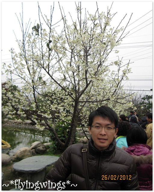 2012。02。26《遊》彰化。賞櫻末班車『芬園花卉生產休憩園區』 - 第31張圖 2012。02。26《遊》彰化。賞櫻末班車『芬園花卉生產休憩園區』