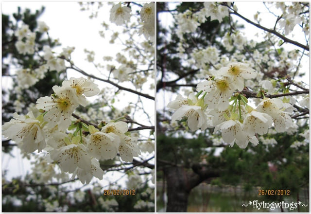2012。02。26《遊》彰化。賞櫻末班車『芬園花卉生產休憩園區』 - 第33張圖 2012。02。26《遊》彰化。賞櫻末班車『芬園花卉生產休憩園區』