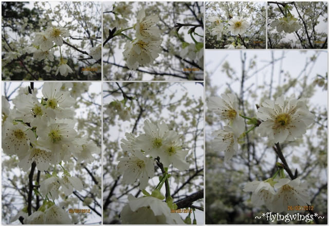 2012。02。26《遊》彰化。賞櫻末班車『芬園花卉生產休憩園區』 - 第35張圖 2012。02。26《遊》彰化。賞櫻末班車『芬園花卉生產休憩園區』