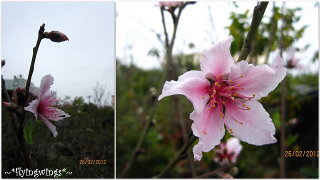 2012。02。26《遊》彰化。賞櫻末班車『芬園花卉生產休憩園區』 - 第40張圖 2012。02。26《遊》彰化。賞櫻末班車『芬園花卉生產休憩園區』