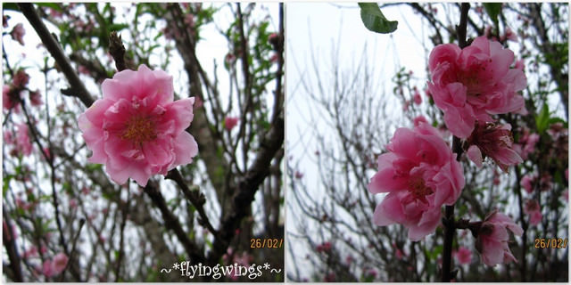 2012。02。26《遊》彰化。賞櫻末班車『芬園花卉生產休憩園區』 - 第41張圖 2012。02。26《遊》彰化。賞櫻末班車『芬園花卉生產休憩園區』
