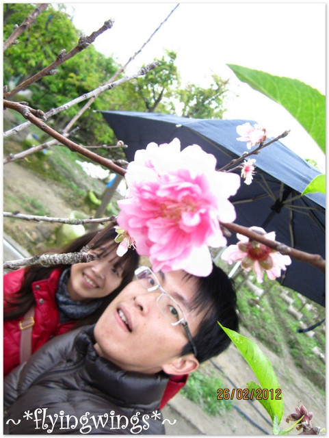 2012。02。26《遊》彰化。賞櫻末班車『芬園花卉生產休憩園區』 - 第42張圖 2012。02。26《遊》彰化。賞櫻末班車『芬園花卉生產休憩園區』