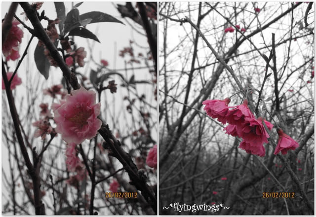 2012。02。26《遊》彰化。賞櫻末班車『芬園花卉生產休憩園區』 - 第44張圖 2012。02。26《遊》彰化。賞櫻末班車『芬園花卉生產休憩園區』