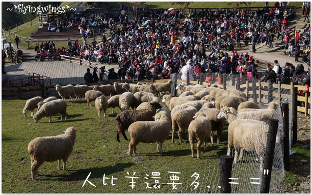 2011。12。24《遊》南投。天氣晴,我們追綿羊去!!『青青草原』 - 第23張圖 2011。12。24《遊》南投。天氣晴,我們追綿羊去!!『青青草原』