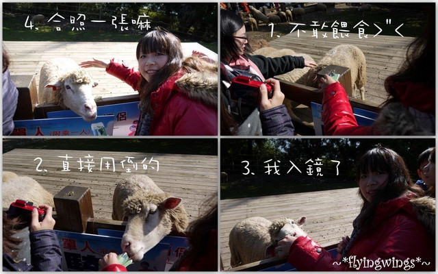 2011。12。24《遊》南投。天氣晴,我們追綿羊去!!『青青草原』 - 第28張圖 2011。12。24《遊》南投。天氣晴,我們追綿羊去!!『青青草原』