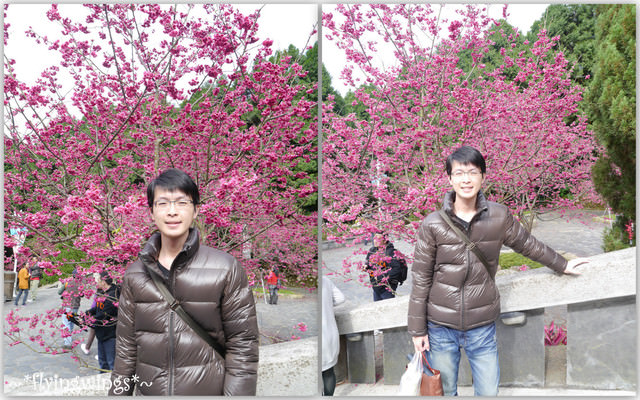 2012。02。18《遊》南投。粉紅色天空『九族櫻花祭』~ II - 第4張圖 2012。02。18《遊》南投。粉紅色天空『九族櫻花祭』~ II
