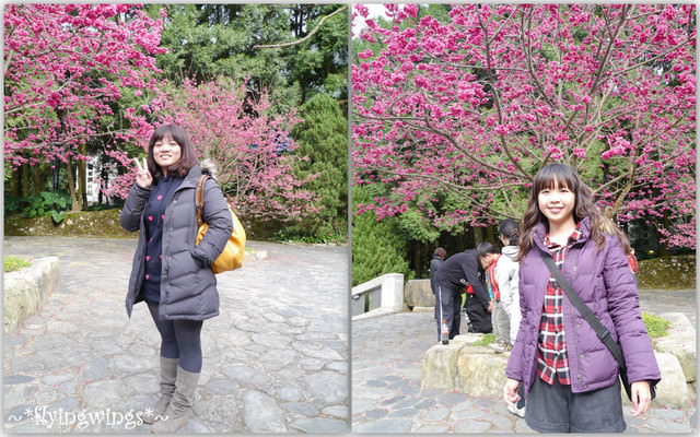 2012。02。18《遊》南投。粉紅色天空『九族櫻花祭』~ II - 第5張圖 2012。02。18《遊》南投。粉紅色天空『九族櫻花祭』~ II