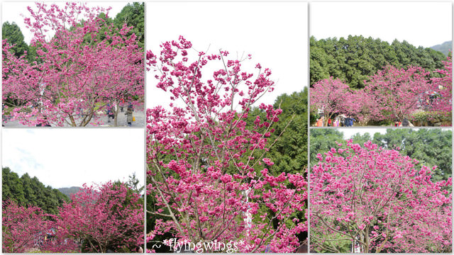 2012。02。18《遊》南投。粉紅色天空『九族櫻花祭』~ II - 第8張圖 2012。02。18《遊》南投。粉紅色天空『九族櫻花祭』~ II