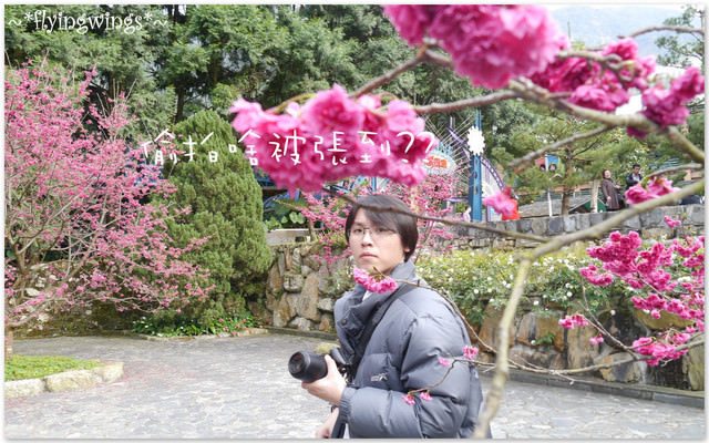 2012。02。18《遊》南投。粉紅色天空『九族櫻花祭』~ II - 第11張圖 2012。02。18《遊》南投。粉紅色天空『九族櫻花祭』~ II