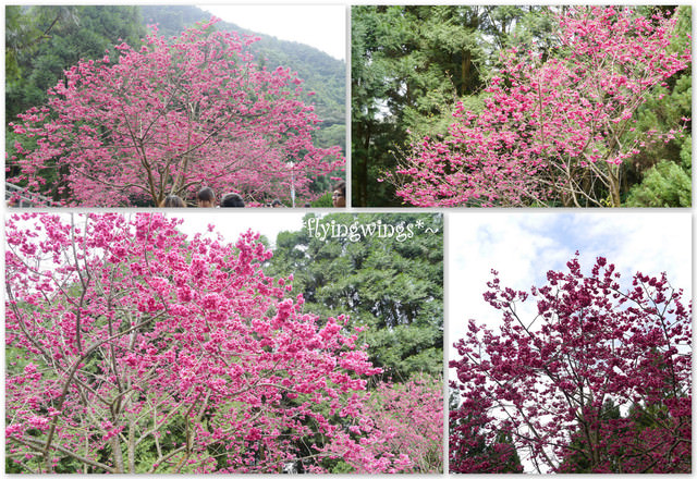 2012。02。18《遊》南投。粉紅色天空『九族櫻花祭』~ II - 第13張圖 2012。02。18《遊》南投。粉紅色天空『九族櫻花祭』~ II
