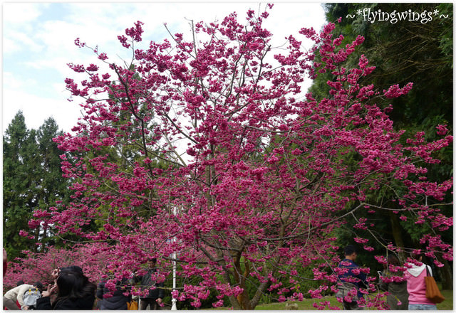 2012。02。18《遊》南投。粉紅色天空『九族櫻花祭』~ II - 第15張圖 2012。02。18《遊》南投。粉紅色天空『九族櫻花祭』~ II