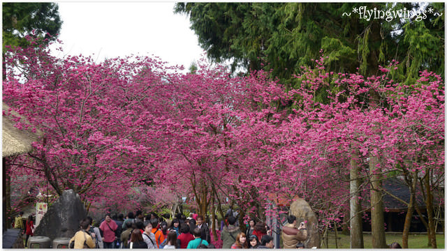 2012。02。18《遊》南投。粉紅色天空『九族櫻花祭』~ II - 第18張圖 2012。02。18《遊》南投。粉紅色天空『九族櫻花祭』~ II