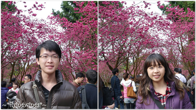 2012。02。18《遊》南投。粉紅色天空『九族櫻花祭』~ II - 第20張圖 2012。02。18《遊》南投。粉紅色天空『九族櫻花祭』~ II