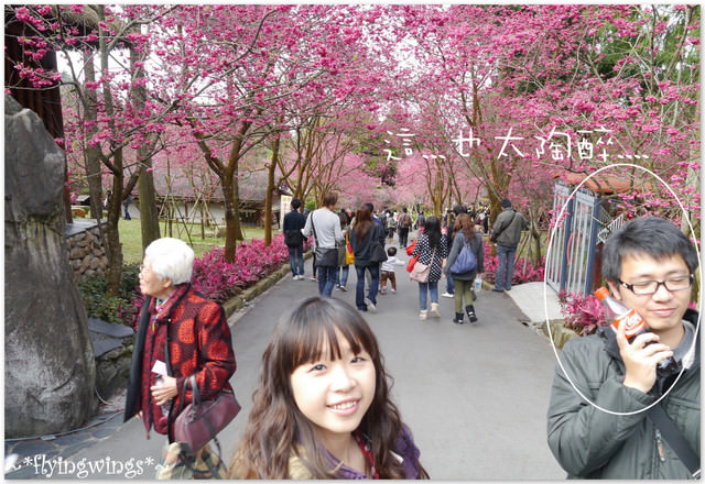 2012。02。18《遊》南投。粉紅色天空『九族櫻花祭』~ II - 第22張圖 2012。02。18《遊》南投。粉紅色天空『九族櫻花祭』~ II