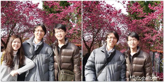 2012。02。18《遊》南投。粉紅色天空『九族櫻花祭』~ II - 第25張圖 2012。02。18《遊》南投。粉紅色天空『九族櫻花祭』~ II