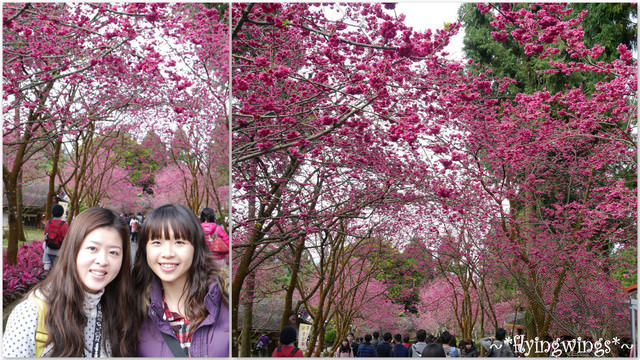 2012。02。18《遊》南投。粉紅色天空『九族櫻花祭』~ II - 第26張圖 2012。02。18《遊》南投。粉紅色天空『九族櫻花祭』~ II