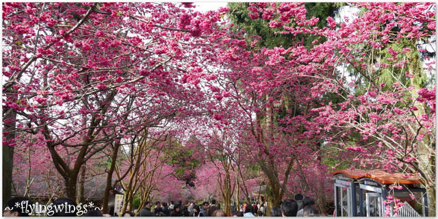 2012。02。18《遊》南投。粉紅色天空『九族櫻花祭』~ II - 第27張圖 2012。02。18《遊》南投。粉紅色天空『九族櫻花祭』~ II