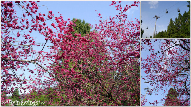 2012。02。18《遊》南投。粉紅色天空『九族櫻花祭』~ II - 第32張圖 2012。02。18《遊》南投。粉紅色天空『九族櫻花祭』~ II