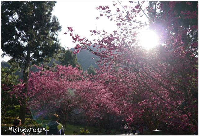 2012。02。18《遊》南投。粉紅色天空『九族櫻花祭』~ II - 第33張圖 2012。02。18《遊》南投。粉紅色天空『九族櫻花祭』~ II