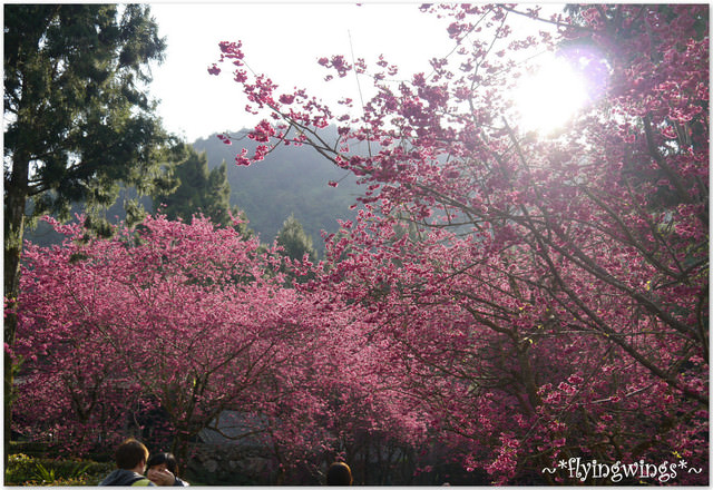 2012。02。18《遊》南投。粉紅色天空『九族櫻花祭』~ II - 第35張圖 2012。02。18《遊》南投。粉紅色天空『九族櫻花祭』~ II