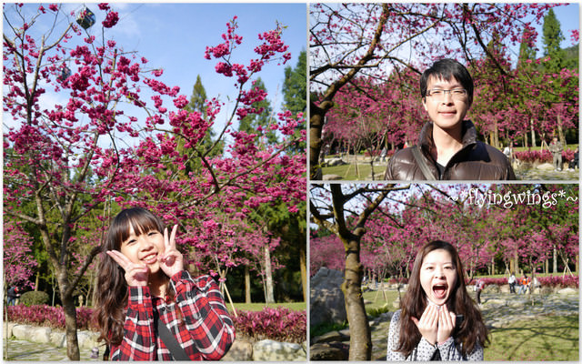 2012。02。18《遊》南投。粉紅色天空『九族櫻花祭』~ II - 第36張圖 2012。02。18《遊》南投。粉紅色天空『九族櫻花祭』~ II