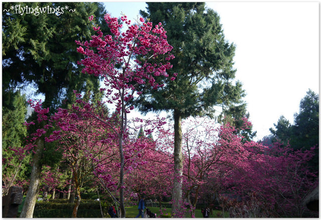 2012。02。18《遊》南投。粉紅色天空『九族櫻花祭』~ II - 第40張圖 2012。02。18《遊》南投。粉紅色天空『九族櫻花祭』~ II