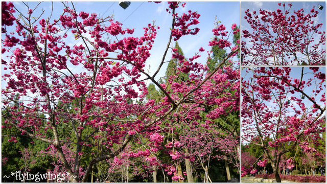 2012。02。18《遊》南投。粉紅色天空『九族櫻花祭』~ II - 第42張圖 2012。02。18《遊》南投。粉紅色天空『九族櫻花祭』~ II