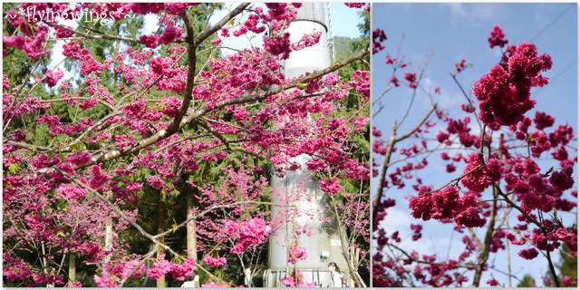 2012。02。18《遊》南投。粉紅色天空『九族櫻花祭』~ II - 第44張圖 2012。02。18《遊》南投。粉紅色天空『九族櫻花祭』~ II