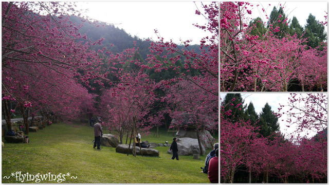 2012。02。18《遊》南投。粉紅色天空『九族櫻花祭』~ II - 第46張圖 2012。02。18《遊》南投。粉紅色天空『九族櫻花祭』~ II