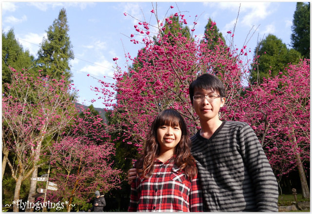 2012。02。18《遊》南投。粉紅色天空『九族櫻花祭』~ II - 第50張圖 2012。02。18《遊》南投。粉紅色天空『九族櫻花祭』~ II