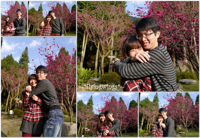 2012。02。18《遊》南投。粉紅色天空『九族櫻花祭』~ II - 第52張圖 2012。02。18《遊》南投。粉紅色天空『九族櫻花祭』~ II