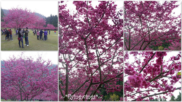 2012。02。18《遊》南投。粉紅色天空『九族櫻花祭』~ II - 第56張圖 2012。02。18《遊》南投。粉紅色天空『九族櫻花祭』~ II