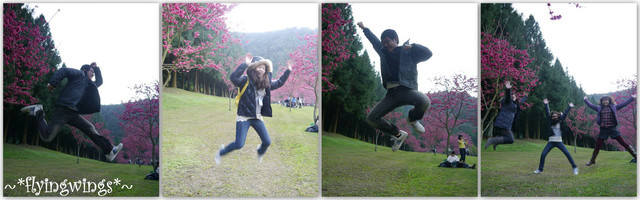 2012。02。18《遊》南投。粉紅色天空『九族櫻花祭』~ II - 第58張圖 2012。02。18《遊》南投。粉紅色天空『九族櫻花祭』~ II