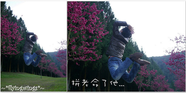 2012。02。18《遊》南投。粉紅色天空『九族櫻花祭』~ II - 第60張圖 2012。02。18《遊》南投。粉紅色天空『九族櫻花祭』~ II