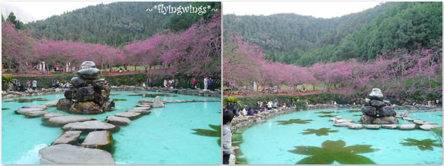 2012。02。18《遊》南投。粉紅色天空『九族櫻花祭』~ II - 第64張圖 2012。02。18《遊》南投。粉紅色天空『九族櫻花祭』~ II
