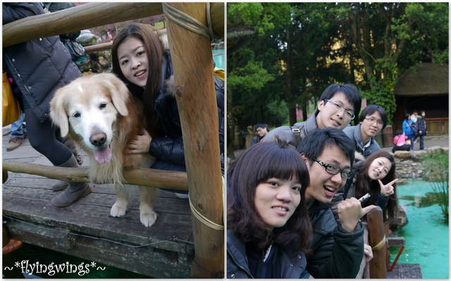 2012。02。18《遊》南投。粉紅色天空『九族櫻花祭』~ II - 第70張圖 2012。02。18《遊》南投。粉紅色天空『九族櫻花祭』~ II