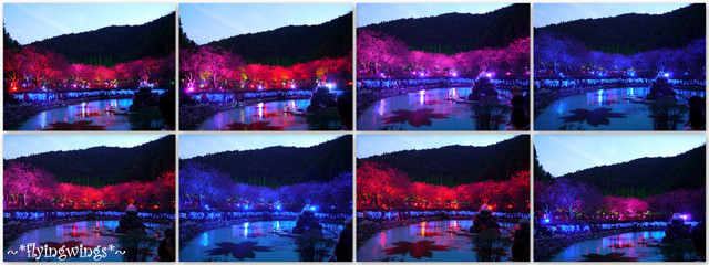 2012。02。18《遊》南投。粉紅色天空『九族櫻花祭』~ II - 第96張圖 2012。02。18《遊》南投。粉紅色天空『九族櫻花祭』~ II
