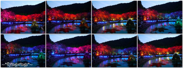 2012。02。18《遊》南投。粉紅色天空『九族櫻花祭』~ II - 第97張圖 2012。02。18《遊》南投。粉紅色天空『九族櫻花祭』~ II