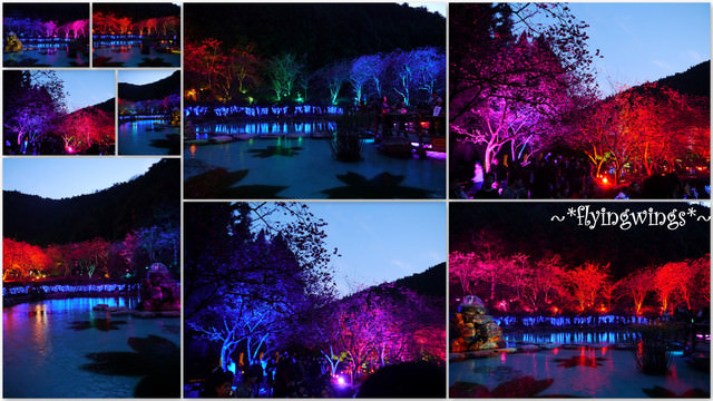 2012。02。18《遊》南投。粉紅色天空『九族櫻花祭』~ II - 第98張圖 2012。02。18《遊》南投。粉紅色天空『九族櫻花祭』~ II