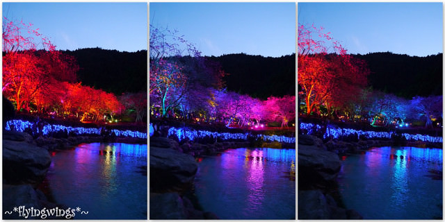 2012。02。18《遊》南投。粉紅色天空『九族櫻花祭』~ II - 第99張圖 2012。02。18《遊》南投。粉紅色天空『九族櫻花祭』~ II