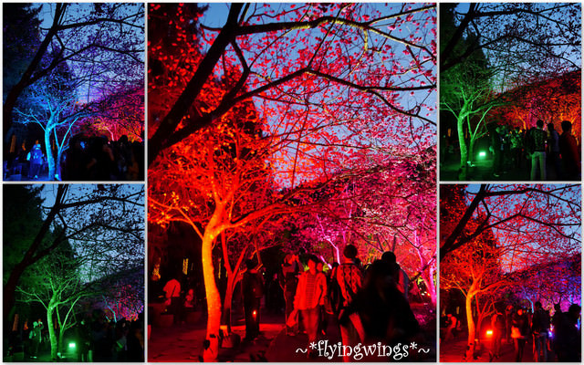 2012。02。18《遊》南投。粉紅色天空『九族櫻花祭』~ II - 第101張圖 2012。02。18《遊》南投。粉紅色天空『九族櫻花祭』~ II