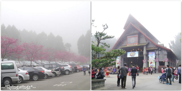 2012。02。18《遊》南投。粉紅色天空『九族櫻花祭』~ I