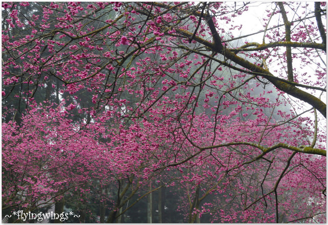 2012。02。18《遊》南投。粉紅色天空『九族櫻花祭』~ I