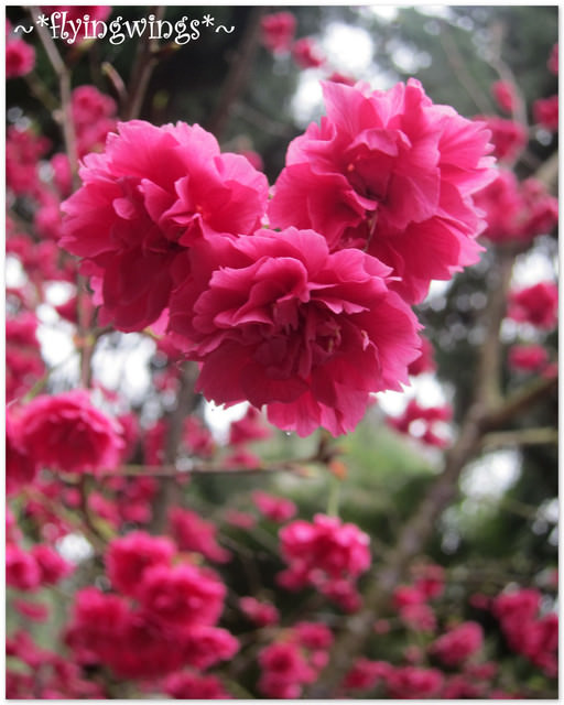 2012。02。18《遊》南投。粉紅色天空『九族櫻花祭』~ I